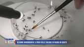 Allarme Chikungunya: il virus delle zanzare fa paura in Veneto