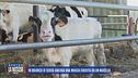 In Brianza si cerca ancora una mucca fuggita da un macello