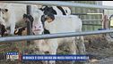 In Brianza si cerca ancora una mucca fuggita da un macello