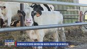 In Brianza si cerca ancora una mucca fuggita da un macello