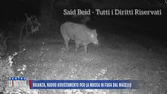 Brianza, nuovo avvistamento per la mucca in fuga dal macello