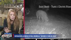 Rintracciata la mucca in fuga, Brambilla: "Nessuno le farà del male"