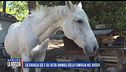 La cavalla Lee e gli altri animali della famiglia nel bosco