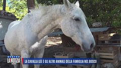 La cavalla Lee e gli altri animali della famiglia nel bosco