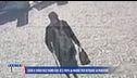 Ecco il video dell'uomo che si è finto la madre per ritirare la pensione