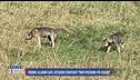 Parma: allarme lupi, cittadini esasperati