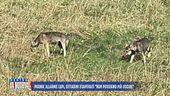 Parma: allarme lupi, cittadini esasperati