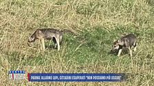 Parma: allarme lupi, cittadini esasperati