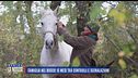 Famiglia nel bosco: 15 mesi tra controlli e segnalazioni