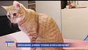 Attiva la lavatrice con il gatto dentro, Anacleto salvo per miracolo
