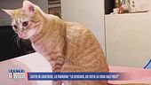 Attiva la lavatrice con il gatto dentro, Anacleto salvo per miracolo