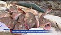 Frutti di mare e capitone: mercato affollato per il cenone di stasera