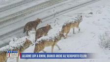 Allarme lupi a Rimini, branco anche all'aeroporto Fellini
