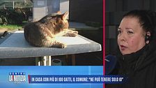 In casa con più di 100 gatti, il Comune: "Ne può tenere solo 10"