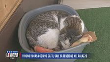 Vivono in casa con 90 gatti, sale la tensione nel palazzo