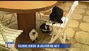 Palermo, dentro la casa con 100 gatti