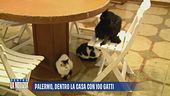 Palermo, dentro la casa con 100 gatti