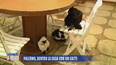 Palermo, dentro la casa con 100 gatti