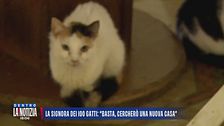La signora dei 100 gatti: "Basta, cercherò una nuova casa"