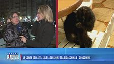 La conta dei gatti: sale la tensione tra Gioacchino e i condomini
