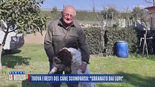 Trova i resti del cane scomparso: "Sbranato dai lupi"