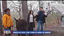 Famiglia nel bosco: come stanno gli animali dei bambini?