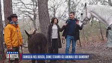 Famiglia nel bosco: come stanno gli animali dei bambini?