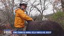 Come stanno gli animali della famiglia nel bosco?