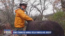 Come stanno gli animali della famiglia nel bosco?