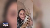 Due gattopardi in casa, arriva il sì alla confisca