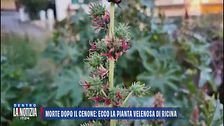 Morte dopo il cenone: ecco la pianta velenosa di ricina