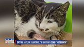 Gattina torturata, la salvatrice: "Vi racconto come l'ho trovata"