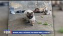 Don Mario, parla la veterinaria: "Non vendeva gli animali, le regalava"
