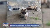 Don Mario, parla la veterinaria: "Non vendeva gli animali, le regalava"