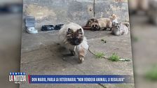 Don Mario, parla la veterinaria: "Non vendeva gli animali, le regalava"