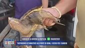 Tartarughe azzannatrici vicino Roma