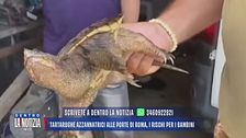 Tartarughe azzannatrici vicino Roma