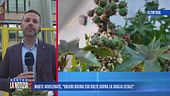 Morte avvelenate, nuovi interrogatori