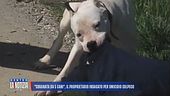 "Sbranata da 5 cani", il proprietario indagato per omicidio colposo