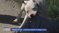 "Sbranata da 5 cani", il proprietario indagato per omicidio colposo