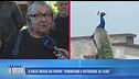 Il paese invaso dai pavoni: "Cominciano a disturbare all'alba"