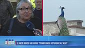 Il paese invaso dai pavoni: "Cominciano a disturbare all'alba"
