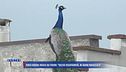 Punta Marina invasa dai pavoni