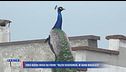 Punta Marina invasa dai pavoni