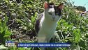 Il paese dei gatti avvelenati, paura e sdegno tra gli abitanti di Spilinga