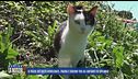 Il paese dei gatti avvelenati, paura e sdegno tra gli abitanti di Spilinga