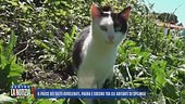 Il paese dei gatti avvelenati, paura e sdegno tra gli abitanti di Spilinga