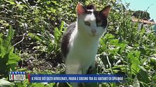 Il paese dei gatti avvelenati, paura e sdegno tra gli abitanti di Spilinga