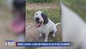 Orrore a Sassari: il cane Ciop sbranato da tre pitbull in giardino