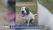 Orrore a Sassari: il cane Ciop sbranato da tre pitbull in giardino